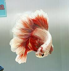 Item Fwbettashm1458273405 Hm Rose Tail Red Dragon Ends Thu Mar 17 2016 10 56 45 Pm Cdt Red Dragon Betta Halfmoon Betta