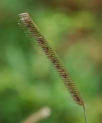 Image result for Ctenium