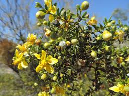 Image result for Zygophyllaceae