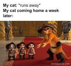 Another thing to take into consideration with these memes is that they often carry an undercurrent of sexism with them; 50 Cat Memes Created By People Clearly Living With One Bored Panda