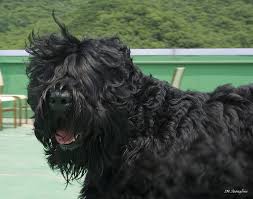 Black russian terrier dog breed information, pictures, care, temperament, health, puppy pictures, breed history. Black Russian Terrier Cost Howmuchisit Org