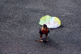 Training Birds of Prey