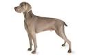 Weimaraner - Wikipedia