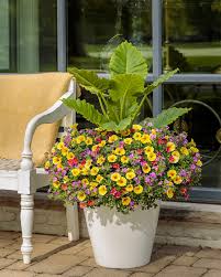 Image result for Jamesbrittenia myriantha