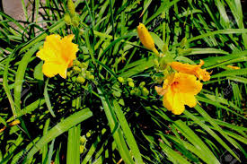 Molto resistente, anche al vento marino, necessita di. Piante Con Fiori Gialli In Primavera