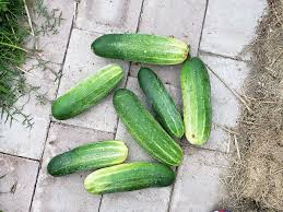 Image result for mildew on cucumbers