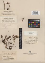 Image result for Umbilicus botryoides