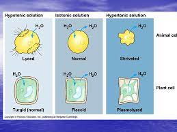 Isotonic, hypertonic, and hypotonic refers to what happens to materials during. Isotonic Solutions If The Osmotic Concentrations Of Both Solutions Are Equal Than No Net Movement Of Water Occurs If The Osmotic Concentrations Of Ppt Download