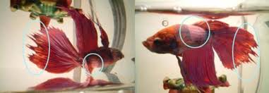 If your betta already has tank mates and they tend to nip a. Discover A Wide Range Of Diseases And Treatments Betta Fish Betta Fish Care