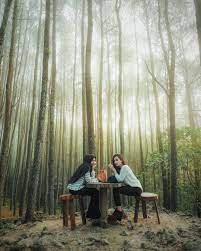 ⛅dapatkan informasi rute, htm, foto & ulasan pengunjung✅ di rutemu. Mereka Yang Sengsara Dibalik Hits Dan Instagramable Nya Hutan Pinus