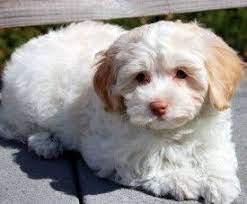 Royal Flush Havanese Puppies For Sale Puppies Havanese Puppies Havanese Puppies For Sale