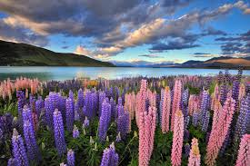 Zeeland is a province of the netherlands. Beste Reisezeit Neuseeland Reise Ins Land Der Kiwis