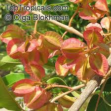 Image result for Combretum kraussii