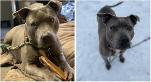 Your donations are tax deductible and 100% of your donation goes to support the animals. Adopt One Of These Cats Or Dogs At Long Island Shelters