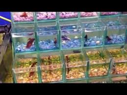Tips For Breeding Siamese Fighting Fish From Paultalbot Youtube Fish Breeding Siamese Fighting Fish Betta Fish