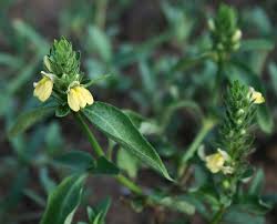 Image result for Justicia flava