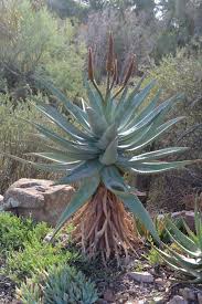 Image result for Aloe aculeata × globuligemma