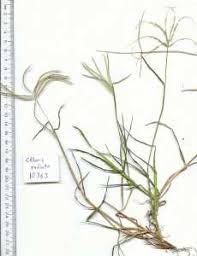 Image result for Chloris roxburghiana