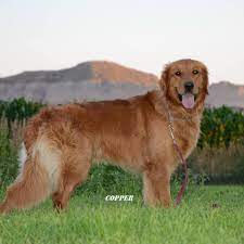 How long have you been breeding golden retrievers? Colson Kennels Home Facebook