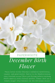 Welcome To December If You Were Born During This Month Your Birth Flower Is The Narcissus Specifical December Birth Flower Birth Flowers Birth Month Flowers