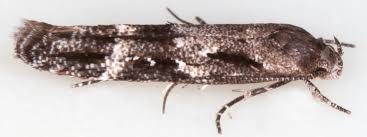 Image result for Mompha divisella