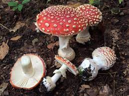 Adizman Mantar Mushrooms Fungi Panosundaki Pin
