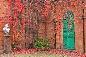 Aktuelle preise für produkte vergleichen! Ivy On Brick Walls By Rglinsky