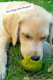 Can Dogs Eat Mango They Can Mango Is Safe For Dogs But Only In Moderation Can Dogs Eat Dog Eating Dogs