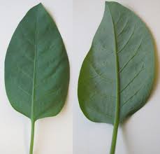 Image result for Nicotiana glauca