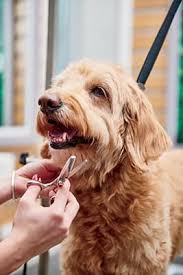 Petco is an online shopping store for pet product. Dog Grooming Tips For Pet Parents Petco