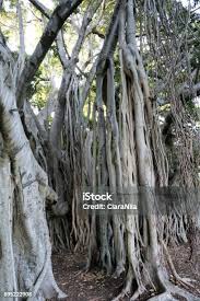 Image result for Ficus chirindensis