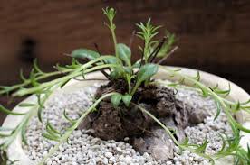 Image result for Aeollanthus subacaulis