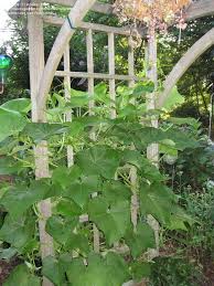 Mar 13, 2017 · growing chayote squash. Georgia Gardening Anybody Here Growing Mirliton Or Chayote Squash 1 By Azalea