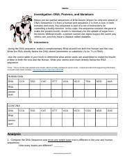 Check spelling or type a new query. 2018 Dna To Proteins Insulin Docx Name Investigation Dna Proteins And Mutations Below Are Two Partial Sequences Of Dna Bases Shown For Only One Course Hero
