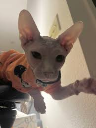 Sphynx Cat Lovers