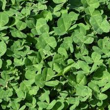 Image result for Trifolium
