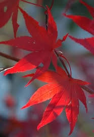 Maybe you would like to learn more about one of these? Buy Acer Palmatum Dissectum Red Dragon Dwarf Japanese Maple Mr Maple Buy Japanese Maple Trees Japanese Maple Tree Red Maple Tree Acer Palmatum