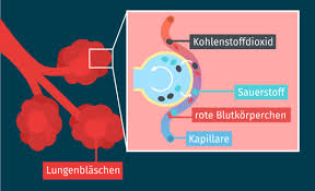 Innere Und Aussere Atmung Erklart Inkl Ubungen
