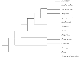Image result for Ancistrorhynchus ovatus