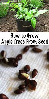How To Grow Apple Trees From Seed Fruit Trees Backyard Apple Tree From Seed Growing Apple Trees