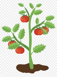 Check spelling or type a new query. Big Image Tomato Plant Free Clip Art Hd Png Download 1830x2380 691161 Pngfind