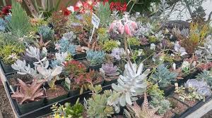 Check spelling or type a new query. Howard Pine S Garden Center 9106 1320 N 3rd St Lawrence Ks 66044 Usa
