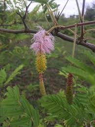 Image result for Morinda asteroscepa