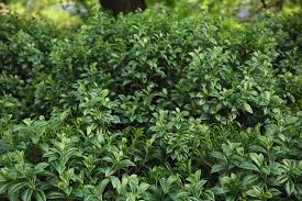 Image result for Landolphia ligustrifolia