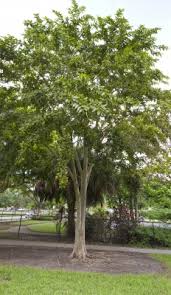 Image result for Terminalia