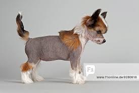 Wir sammeln bis zu 8 anzeigen von hunderten kleinanzeigen portalen für dich! Drei Chinesische Schopfhunde Chinese Crested Welpen 7 Wochen Hairless Und Power Puff