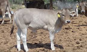 Young Aurora Braunvieh X Brahman Cross Heifer Farm Yard Heifer Cattle