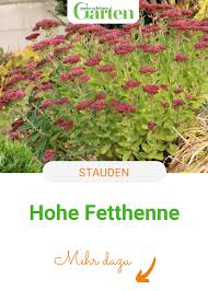 Hohe Fetthenne Die Allrounderin In 2020 Fetthenne Pflanzen Staudengarten