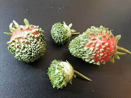 So, if you are trying to grow a strawberry plant from a strawberry, the best option is to thinly slice the strawberry, dry it, and then lightly cover it where you would like it to sprout outdoors prior to the cold winter temperatures. Any Suggestions On Seed Germination On Strawberry Fruits Why Did This Happen