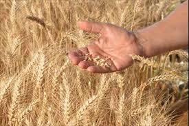 Offres Emploi Agricole Saint Remy De Provence 13210 Pacajob